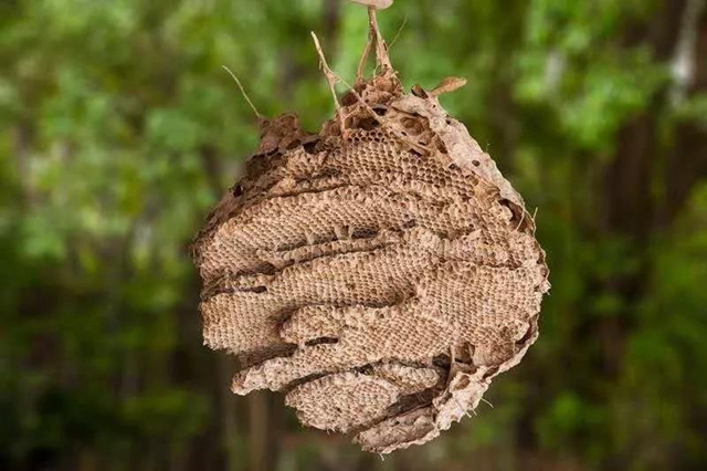 【蜂出没】最小9岁！多人被马蜂蜇伤换血？(图4)