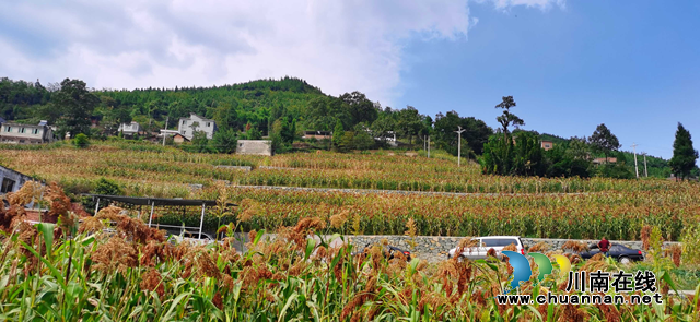 古蔺县农村土地综合整治助推产业大发展(图2)