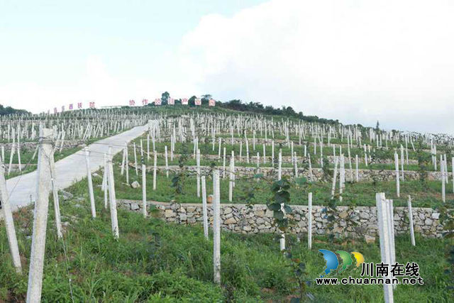 古蔺县农村土地综合整治助推产业大发展(图3)