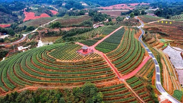 2.68万元/公斤！宜宾这款茶拍出高价(图7)