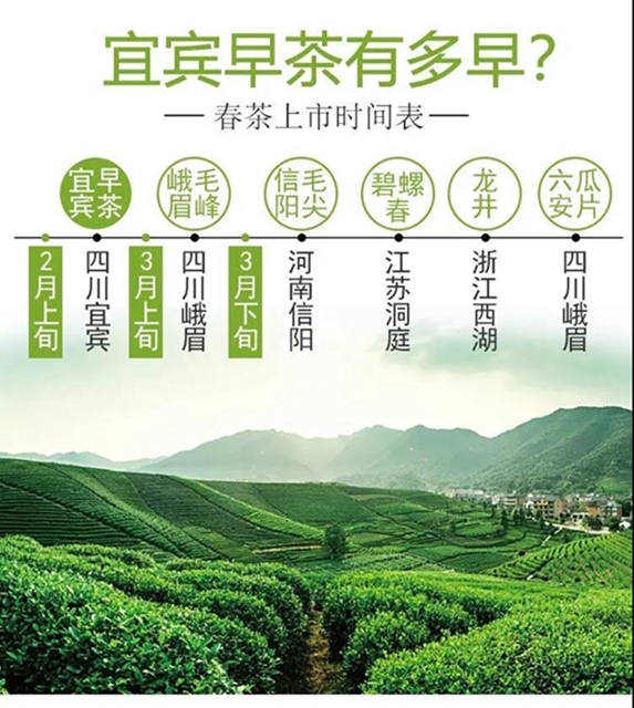 2.68万元/公斤！宜宾这款茶拍出高价(图9)