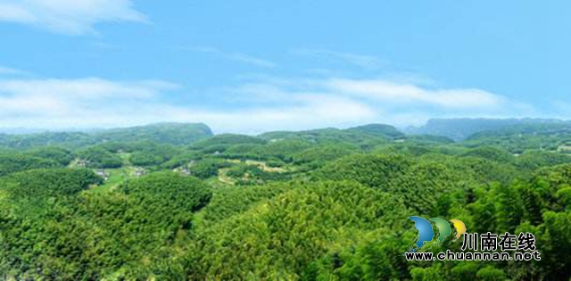 泸州7个地方入选首批省级现代竹产业基地名单