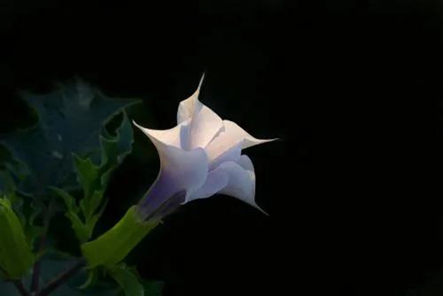 【奇闻】泸州两老人中毒产幻，只因喝了几碗汤……(图4)