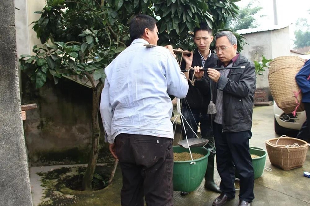 泸县再生稻平均亩产达167公斤(图2)
