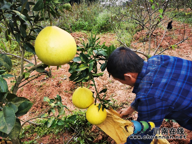 泸县立石镇：从“打工人”到“创业人”，脱贫致富最喜人(图2)