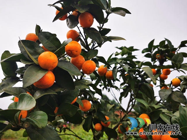 泸县立石镇：从“打工人”到“创业人”，脱贫致富最喜人(图3)