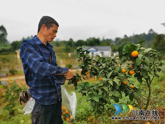 泸县立石镇：从“打工人”到“创业人”，脱贫致富最喜人(图1)