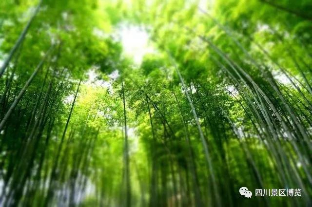 四川十大诗歌之旅线路发布！宜宾这条竟然是这里……(图5)