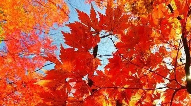美爆！离内江城区20分钟，有个红叶彩林即将亮相！(图4)
