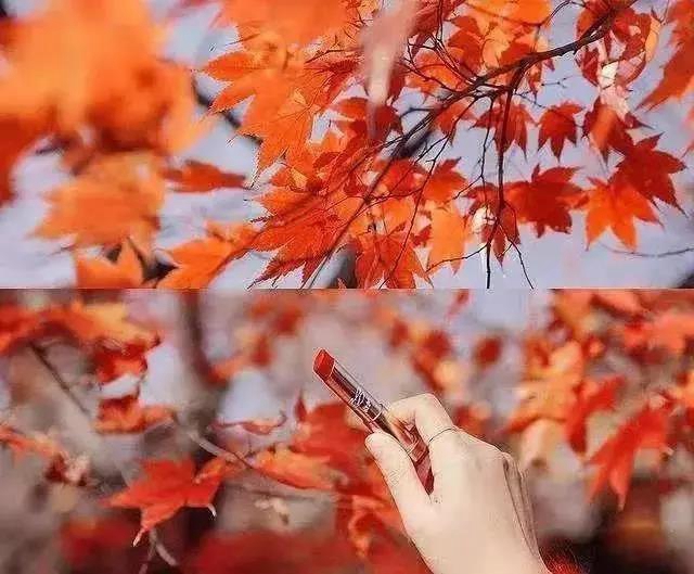 美爆！离内江城区20分钟，有个红叶彩林即将亮相！(图7)