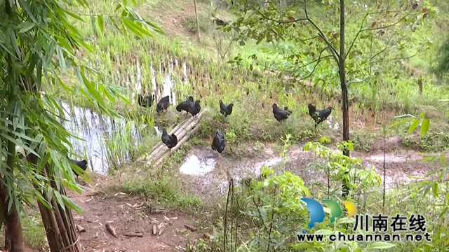 合江脱贫榜样李成结：七旬老人的幸福小康(图3)