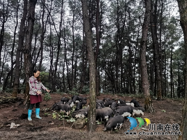 泸县白龙塔村引进海南五脚猪助农户致富奔小康(图1)