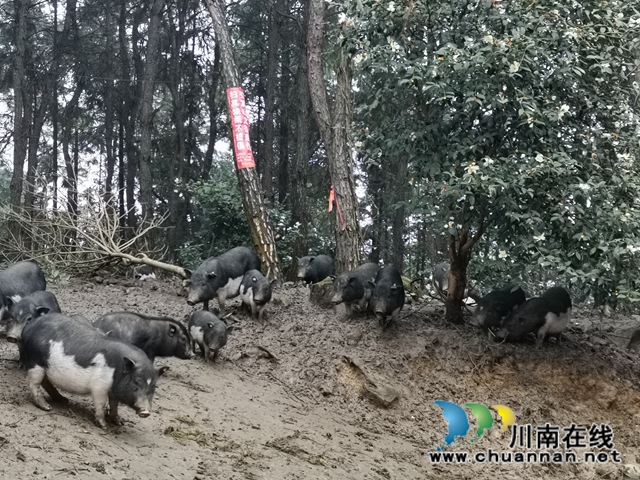 泸县白龙塔村引进海南五脚猪助农户致富奔小康(图2)