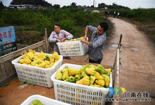 合江：荒山上结出脱贫致富“金手指”(图2)
