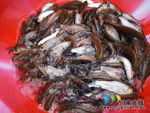 合江、江津两地法院联合开展环资司法宣传活动(图1) 合江、江津两地法院联合开展环资司法宣传活动(图1)