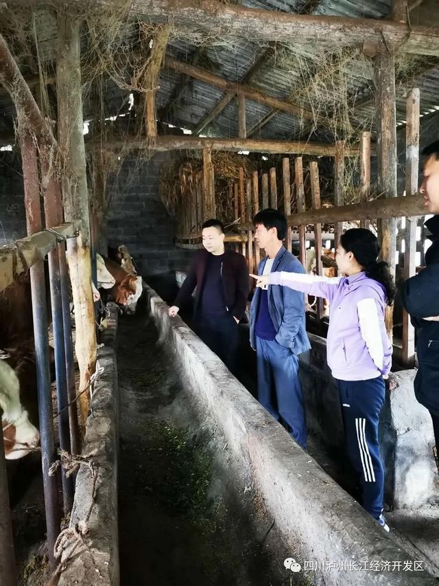泸州长开区管委会副主任魏蓉蓉赴帮扶贫困村调研“梯梯牛”产业发展情况(图2) 泸州长开区管委会副主任魏蓉蓉赴帮扶贫困村调研“梯梯牛”产业发展情况(图2)