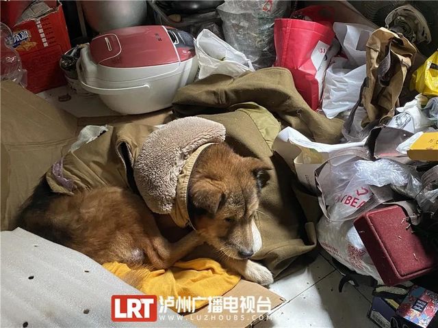 泸州网红奶奶车窗作画画遍泸州 车主：舍不得擦(图5)