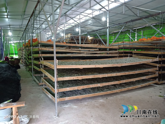 宜宾南溪区长兴镇:传统蚕桑助力产业振兴(图1) 宜宾南溪区长兴镇:传统蚕桑助力产业振兴(图1)