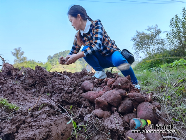 泸县立石镇：家乡守护者，扶贫实干家(图1)