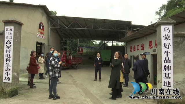 叙永县江门镇高家村，养牛养出“牛”日子(图1)