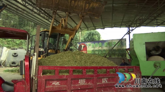 叙永县江门镇高家村，养牛养出“牛”日子(图2)