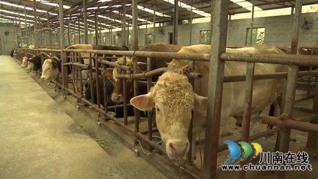 叙永县江门镇高家村，养牛养出“牛”日子(图4)