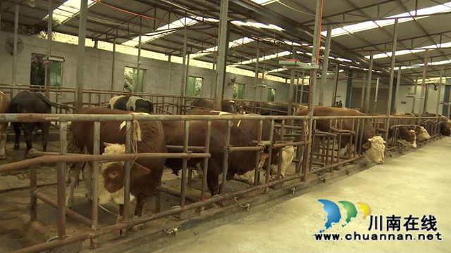 叙永县江门镇高家村，养牛养出“牛”日子(图6)