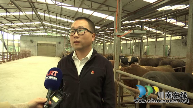 叙永县江门镇高家村，养牛养出“牛”日子(图7)