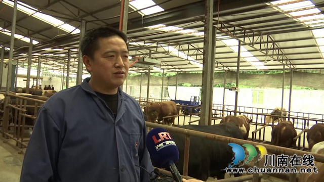 叙永县江门镇高家村，养牛养出“牛”日子(图8)