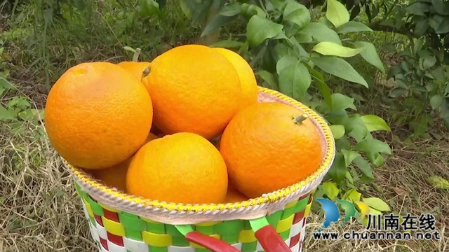 合江“洋橘子”变形记!让百亩荒山丰产万斤滨橙(图2) 合江“洋橘子”变形记!让百亩荒山丰产万斤滨橙(图2)