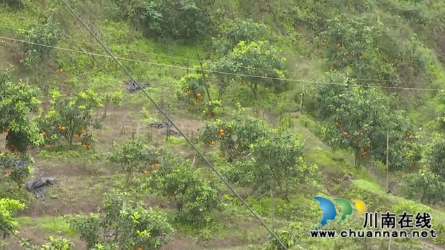 合江“洋橘子”变形记!让百亩荒山丰产万斤滨橙(图6) 合江“洋橘子”变形记!让百亩荒山丰产万斤滨橙(图6)