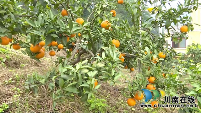 合江“洋橘子”变形记!让百亩荒山丰产万斤滨橙(图4) 合江“洋橘子”变形记!让百亩荒山丰产万斤滨橙(图4)