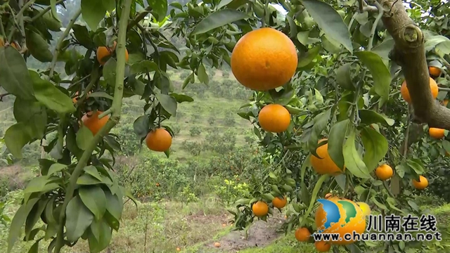 合江“洋橘子”变形记!让百亩荒山丰产万斤滨橙(图8) 合江“洋橘子”变形记!让百亩荒山丰产万斤滨橙(图8)