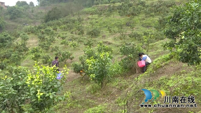 合江“洋橘子”变形记!让百亩荒山丰产万斤滨橙(图9) 合江“洋橘子”变形记!让百亩荒山丰产万斤滨橙(图9)