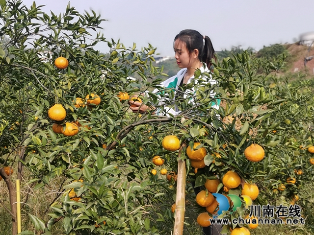 泸县福集镇鱼目村：打工夫妇返乡创业三年，荒山变成花果山！(图4)