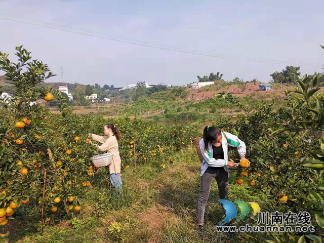 泸县福集镇鱼目村：打工夫妇返乡创业三年，荒山变成花果山！(图3)