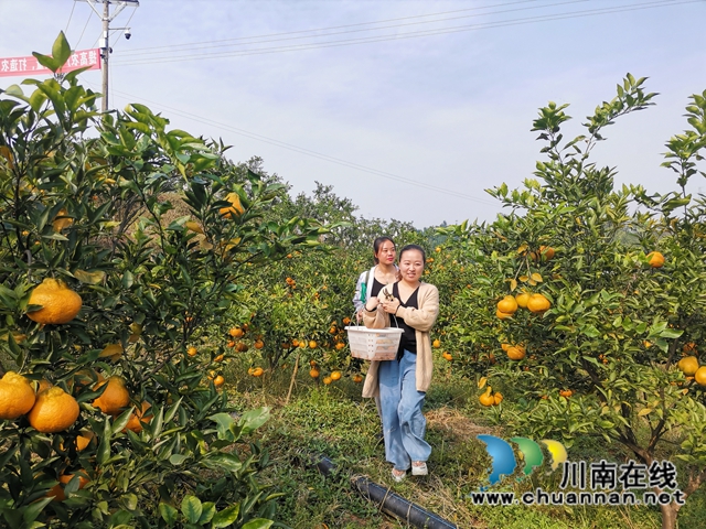 泸县福集镇鱼目村：打工夫妇返乡创业三年，荒山变成花果山！(图2)