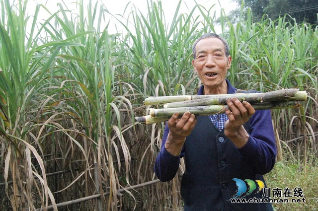 纳溪七旬老人种甘蔗亩入1.2万元(图1)