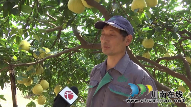 合江真龙柚：地里直搭上外卖远程快车(图7)