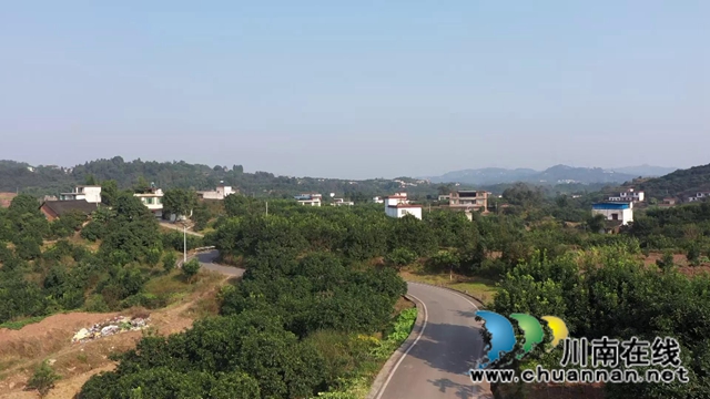 合江真龙柚：地里直搭上外卖远程快车(图10)
