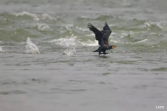 惊呆了！内江惊现这么多珍稀鸟类——(图2)