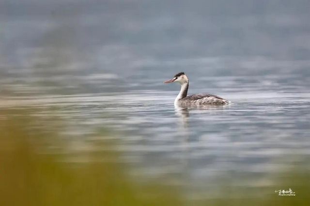 惊呆了！内江惊现这么多珍稀鸟类——(图3)