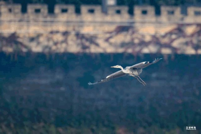 惊呆了！内江惊现这么多珍稀鸟类——(图4)