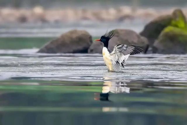 惊呆了！内江惊现这么多珍稀鸟类——(图9)