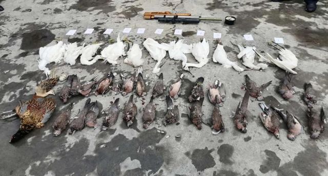 震怒！泸州夫妻野外“射鸟”，被群众拍下……