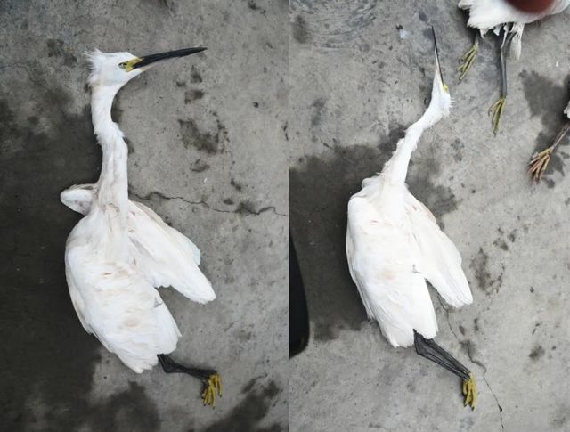 震怒！泸州夫妻野外“射鸟”，被群众拍下……(图13)