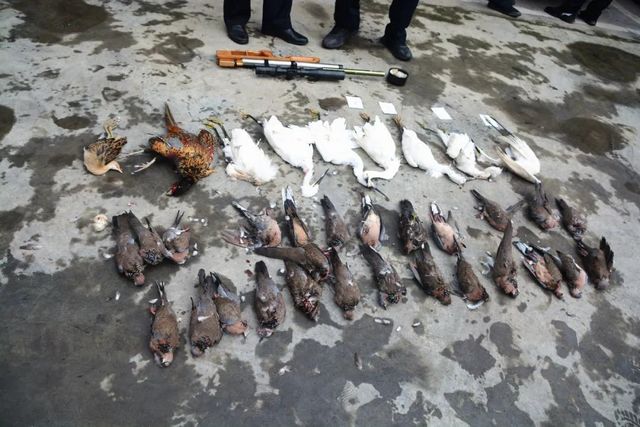 震怒！泸州夫妻野外“射鸟”，被群众拍下……(图11)