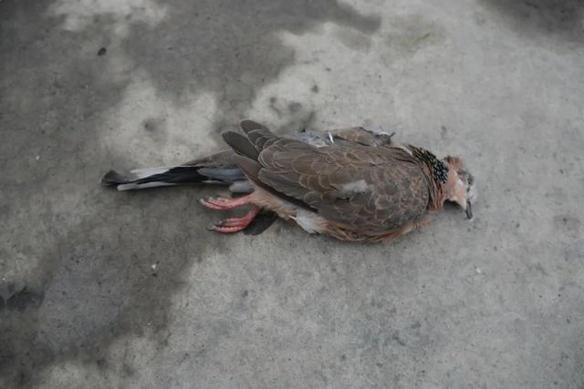 震怒！泸州夫妻野外“射鸟”，被群众拍下……(图9)