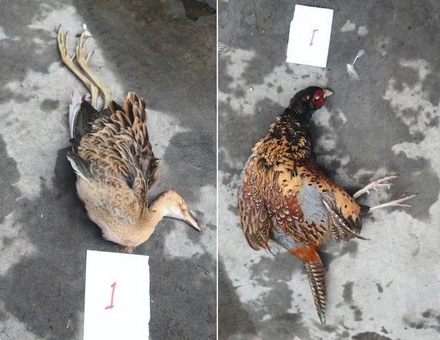 震怒！泸州夫妻野外“射鸟”，被群众拍下……(图14)