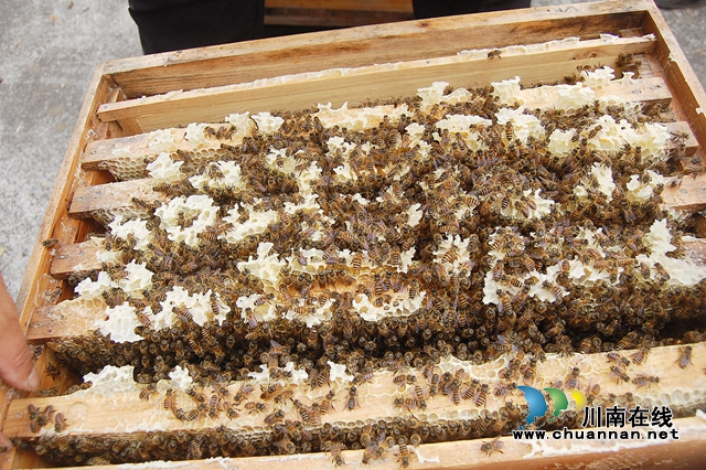 纳溪：“与蜂共舞”十八载，鞋匠变身“养蜂达人”(图2)